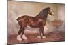 Clydedale stallion Prince of Albion, c1900 (c1910)-Frank Babbage-Mounted Giclee Print