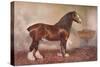 Clydedale stallion Prince of Albion, c1900 (c1910)-Frank Babbage-Stretched Canvas