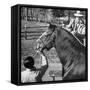 Clydesdale Horse, Used for Brewery Promotion Purposes, on the Anheuser-Busch Breeding Farm-Margaret Bourke-White-Framed Stretched Canvas