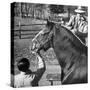 Clydesdale Horse, Used for Brewery Promotion Purposes, on the Anheuser-Busch Breeding Farm-Margaret Bourke-White-Stretched Canvas