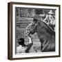 Clydesdale Horse, Used for Brewery Promotion Purposes, on the Anheuser-Busch Breeding Farm-Margaret Bourke-White-Framed Photographic Print