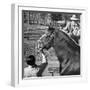 Clydesdale Horse, Used for Brewery Promotion Purposes, on the Anheuser-Busch Breeding Farm-Margaret Bourke-White-Framed Photographic Print