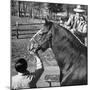 Clydesdale Horse, Used for Brewery Promotion Purposes, on the Anheuser-Busch Breeding Farm-Margaret Bourke-White-Mounted Photographic Print