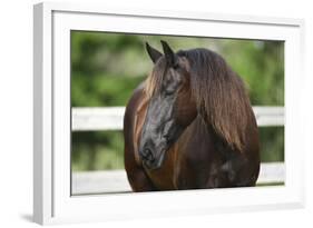 Clydesdales 004-Bob Langrish-Framed Photographic Print