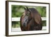 Clydesdales 004-Bob Langrish-Framed Photographic Print