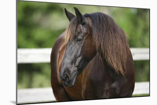 Clydesdales 004-Bob Langrish-Mounted Photographic Print