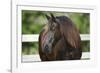 Clydesdales 004-Bob Langrish-Framed Photographic Print