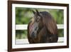 Clydesdales 004-Bob Langrish-Framed Photographic Print