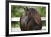 Clydesdales 004-Bob Langrish-Framed Photographic Print