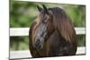 Clydesdales 004-Bob Langrish-Mounted Photographic Print