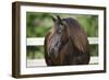 Clydesdales 004-Bob Langrish-Framed Photographic Print