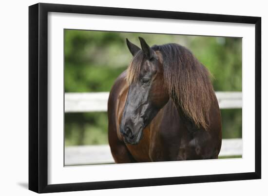 Clydesdales 004-Bob Langrish-Framed Photographic Print