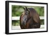 Clydesdales 004-Bob Langrish-Framed Photographic Print
