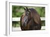 Clydesdales 004-Bob Langrish-Framed Photographic Print