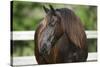 Clydesdales 004-Bob Langrish-Stretched Canvas