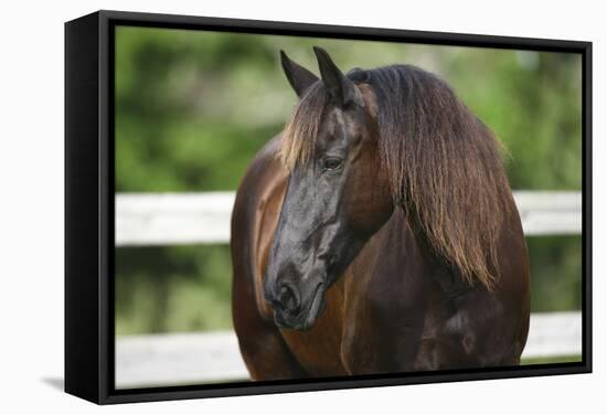 Clydesdales 004-Bob Langrish-Framed Stretched Canvas