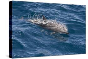 Clymene Dolphin (Stenella Clymene) Breaking the Surface-Mick Baines-Stretched Canvas