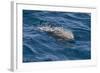 Clymene Dolphin (Stenella Clymene) Breaking the Surface-Mick Baines-Framed Photographic Print