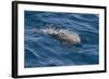 Clymene Dolphin (Stenella Clymene) Breaking the Surface-Mick Baines-Framed Photographic Print