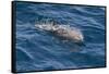Clymene Dolphin (Stenella Clymene) Breaking the Surface-Mick Baines-Framed Stretched Canvas