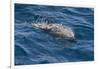 Clymene Dolphin (Stenella Clymene) Breaking the Surface-Mick Baines-Framed Premium Photographic Print