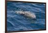 Clymene Dolphin (Stenella Clymene) Breaking the Surface-Mick Baines-Framed Photographic Print