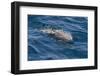 Clymene Dolphin (Stenella Clymene) Breaking the Surface-Mick Baines-Framed Photographic Print