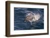 Clymene Dolphin (Stenella Clymene) Porpoising Towards the Photographer-Mick Baines-Framed Photographic Print