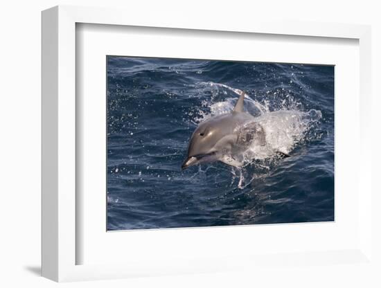 Clymene Dolphin (Stenella Clymene) Porpoising Towards the Photographer-Mick Baines-Framed Photographic Print