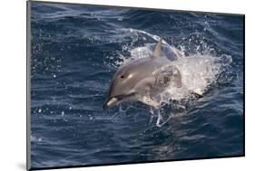 Clymene Dolphin (Stenella Clymene) Porpoising Towards the Photographer-Mick Baines-Mounted Photographic Print