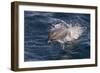 Clymene Dolphin (Stenella Clymene) Porpoising Towards the Photographer-Mick Baines-Framed Photographic Print