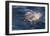 Clymene Dolphin (Stenella Clymene) Porpoising Towards the Photographer-Mick Baines-Framed Photographic Print