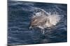 Clymene Dolphin (Stenella Clymene) Porpoising Towards the Photographer-Mick Baines-Mounted Photographic Print