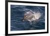 Clymene Dolphin (Stenella Clymene) Porpoising Towards the Photographer-Mick Baines-Framed Photographic Print