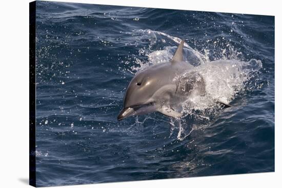 Clymene Dolphin (Stenella Clymene) Porpoising Towards the Photographer-Mick Baines-Stretched Canvas