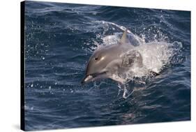 Clymene Dolphin (Stenella Clymene) Porpoising Towards the Photographer-Mick Baines-Stretched Canvas