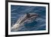 Clymene Dolphin (Stenella Clymene) Porpoising with Water Trailing its Flanks, Offshore Senegal-Mick Baines-Framed Photographic Print