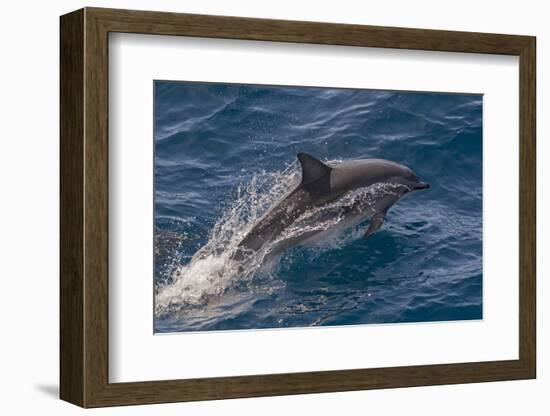 Clymene Dolphin (Stenella Clymene) Porpoising with Water Trailing its Flanks, Offshore Senegal-Mick Baines-Framed Photographic Print