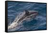 Clymene Dolphin (Stenella Clymene) Porpoising with Water Trailing its Flanks, Offshore Senegal-Mick Baines-Framed Stretched Canvas