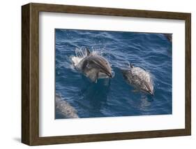 Clymene Dolphin (Stenella Clymene), Senegal, West Africa, Africa-Mick Baines-Framed Photographic Print