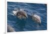 Clymene Dolphin (Stenella Clymene), Senegal, West Africa, Africa-Mick Baines-Framed Photographic Print