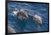 Clymene Dolphin (Stenella Clymene), Senegal, West Africa, Africa-Mick Baines-Framed Photographic Print