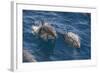 Clymene Dolphin (Stenella Clymene), Senegal, West Africa, Africa-Mick Baines-Framed Photographic Print