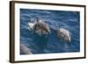 Clymene Dolphin (Stenella Clymene), Senegal, West Africa, Africa-Mick Baines-Framed Photographic Print