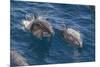 Clymene Dolphin (Stenella Clymene), Senegal, West Africa, Africa-Mick Baines-Mounted Photographic Print
