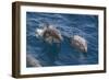 Clymene Dolphin (Stenella Clymene), Senegal, West Africa, Africa-Mick Baines-Framed Photographic Print