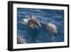 Clymene Dolphin (Stenella Clymene), Senegal, West Africa, Africa-Mick Baines-Framed Photographic Print