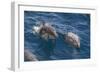 Clymene Dolphin (Stenella Clymene), Senegal, West Africa, Africa-Mick Baines-Framed Photographic Print