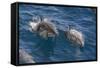 Clymene Dolphin (Stenella Clymene), Senegal, West Africa, Africa-Mick Baines-Framed Stretched Canvas