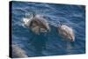 Clymene Dolphin (Stenella Clymene), Senegal, West Africa, Africa-Mick Baines-Stretched Canvas